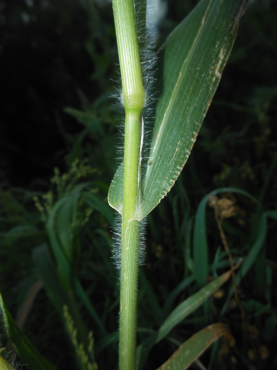 Panicum miliaceum L.